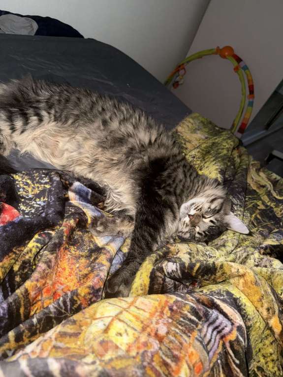 Кошки в Санкт-Петербурге: Котёнок мейн-кун Мальчик, 30 000 руб. - фото 2