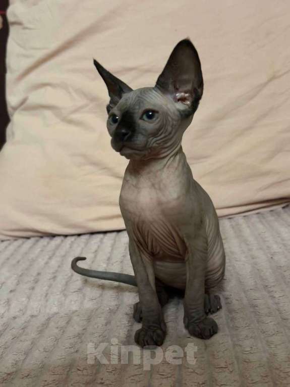 Кошки в Москве: Канадский сфинкс  Девочка, 25 000 руб. - фото 4
