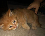 Кошки в Жуковском: Рыжие котята мейн кун Мальчик, 15 000 руб. - фото 2