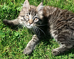 Кошки в Шатуре: Мей-кун котенок Девочка, 10 000 руб. - фото 7