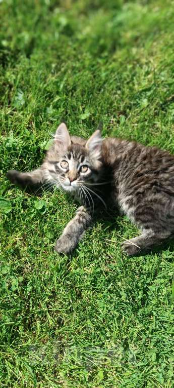 Кошки в Шатуре: Мей-кун котенок Девочка, 10 000 руб. - фото 7