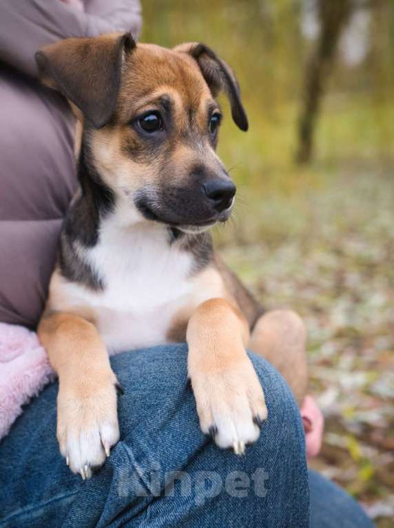 Собаки в Москве: Нала - нежность в двойном размере Девочка, Бесплатно - фото 5