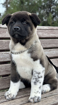 Мальчик Американская Акита 