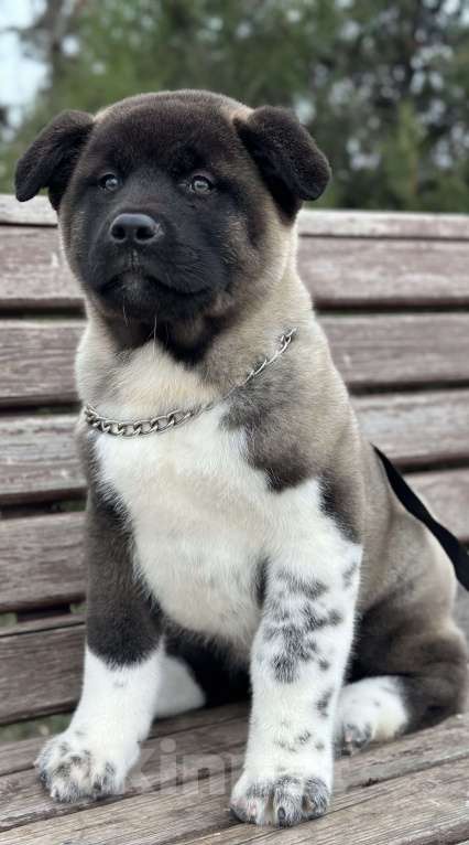 Собаки в Волгодонске: Мальчик Американская Акита  Мальчик, 120 000 руб. - фото 1