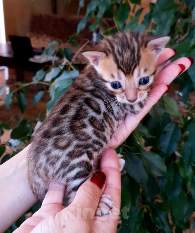 Кошки в Симферополе: Бенгальская девочка  Девочка, 30 000 руб. - фото 6