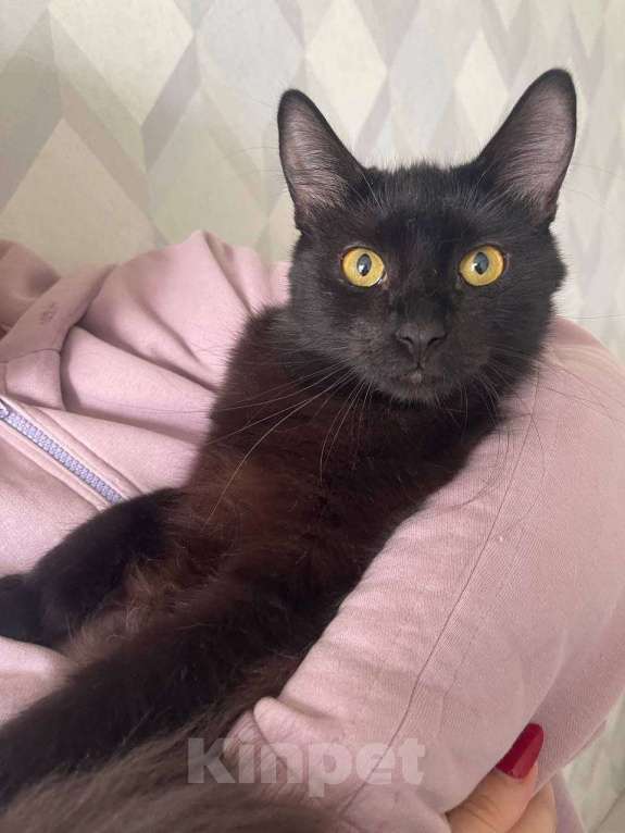 Кошки в Москве: Котенок Бумер ищет дом Мальчик, Бесплатно - фото 2