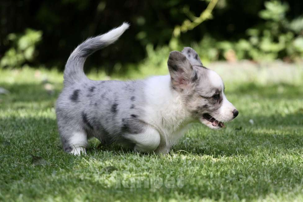 Собаки в Москве: Щенки вельш корги кардиган Мальчик, 80 000 руб. - фото 7