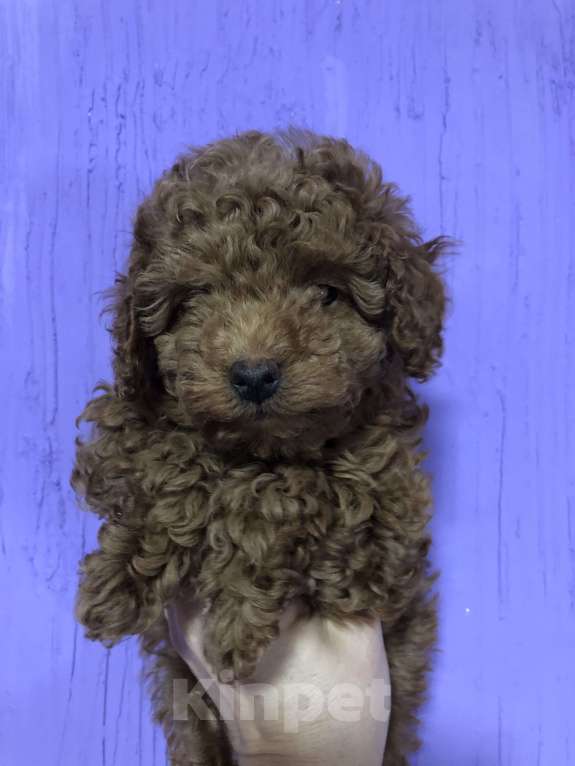 Собаки в других городах Московской области: Пудель Щенок  Мальчик, 55 000 руб. - фото 3