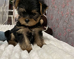 Собаки в Краснодаре: Продаю щенков Мальчик, 17 000 руб. - фото 3