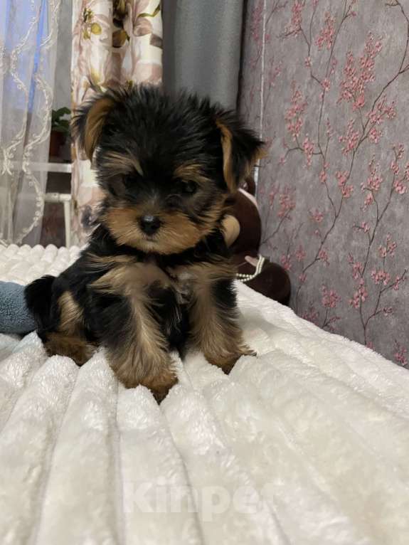 Собаки в Краснодаре: Продаю щенков Мальчик, 17 000 руб. - фото 3