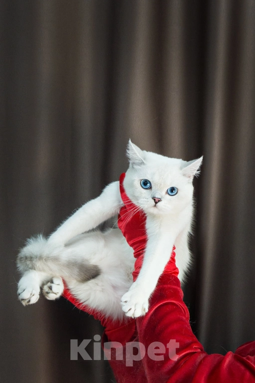 Кошки в Миассе: Котик в брид Мальчик, 50 000 руб. - фото 8