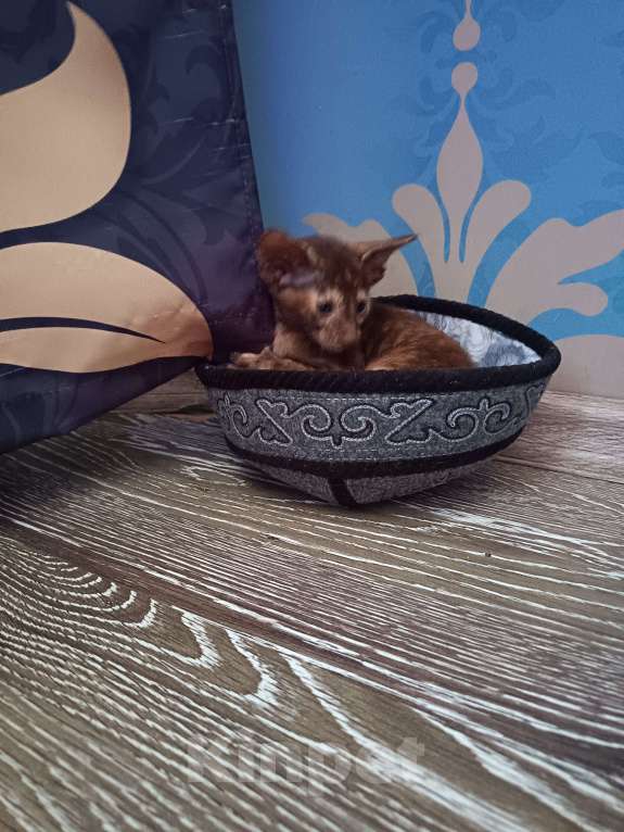 Кошки в Санкт-Петербурге: Продам ориентальных котят. Девочка, 25 000 руб. - фото 3