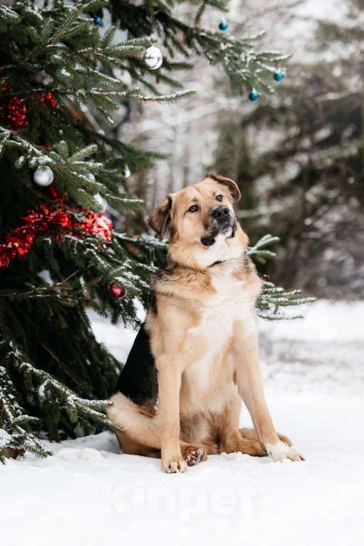 Собаки в Москве: Дынечка - плюшвый мишка в добрые руки! Мальчик, Бесплатно - фото 7
