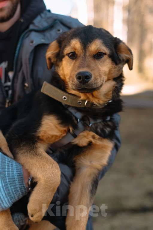 Собаки в Санкт-Петербурге: Щенок Джой из приюта в добрые руки Мальчик, Бесплатно - фото 7