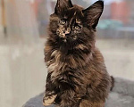 Кошки в Череповце: Котенок Мейн Кун Девочка, Бесплатно - фото 1
