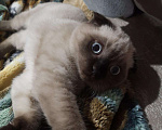 Кошки в Кстово: Кот. Вязка., 1 000 руб. - фото 2