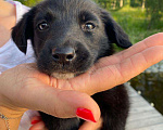 Собаки в Москве: Щенок Джулия (вырастет маленькой) в дар Девочка, Бесплатно - фото 3