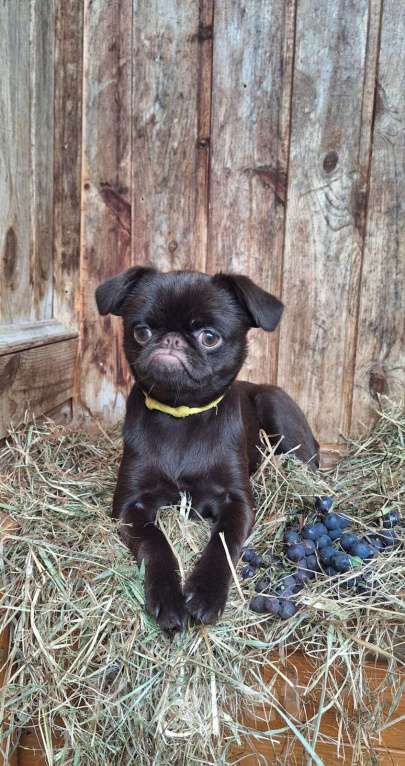 Собаки в Москве: Щенок пти брабансон Девочка, 130 000 руб. - фото 3