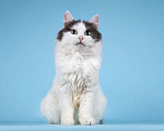 Кошки в Москве: Кошка Сгущенка в добрые руки Девочка, Бесплатно - фото 5
