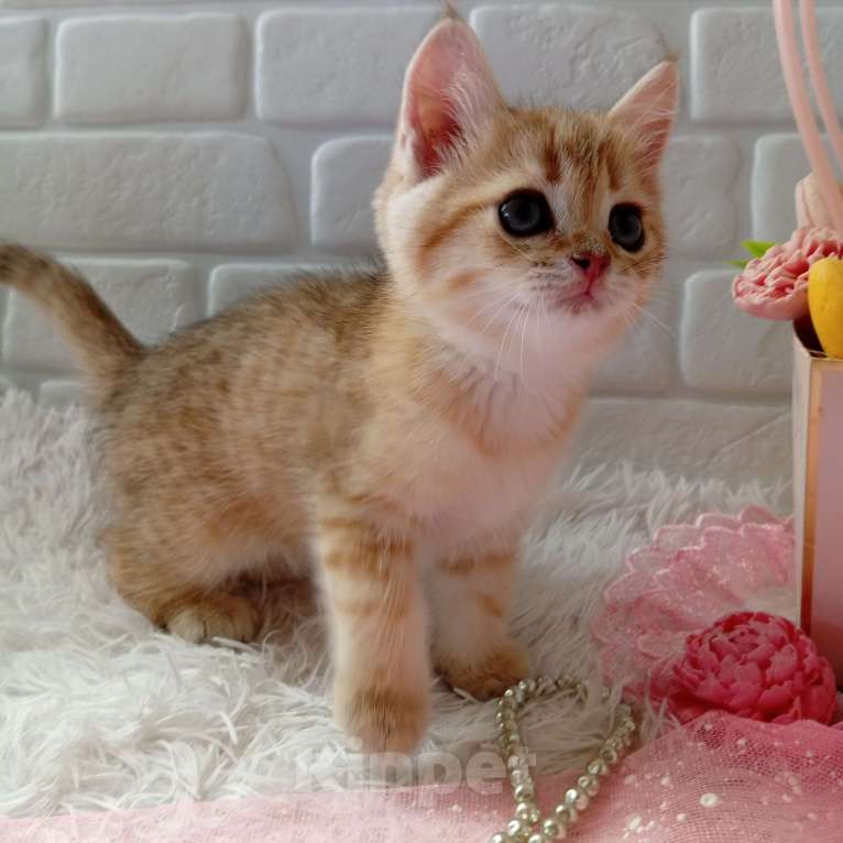 Кошки в Брянске: Золотая шиншилла очаровательная кошечка Девочка, 15 000 руб. - фото 3