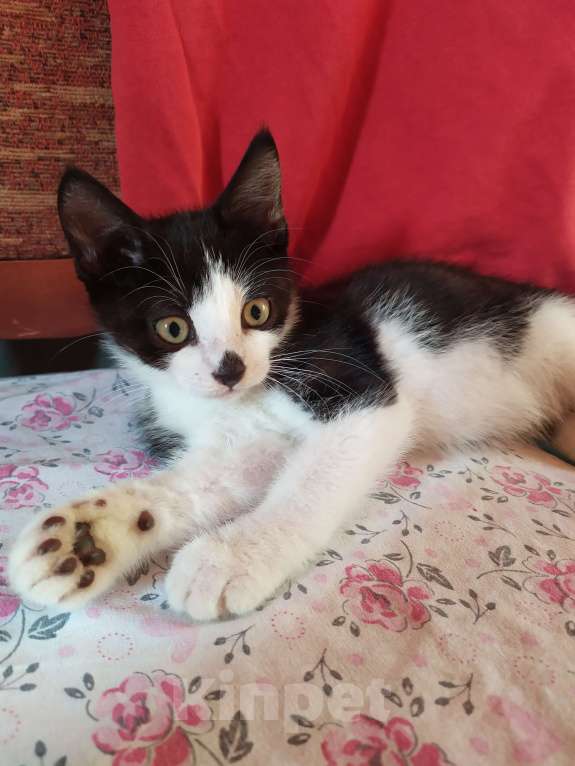 Кошки в Санкт-Петербурге: Смышлëный котёнок Тиша в добрые руки Мальчик, Бесплатно - фото 5