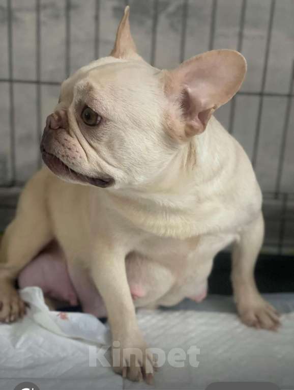 Собаки в Санкт-Петербурге: Девочка голубого окраса Девочка, 50 000 руб. - фото 5