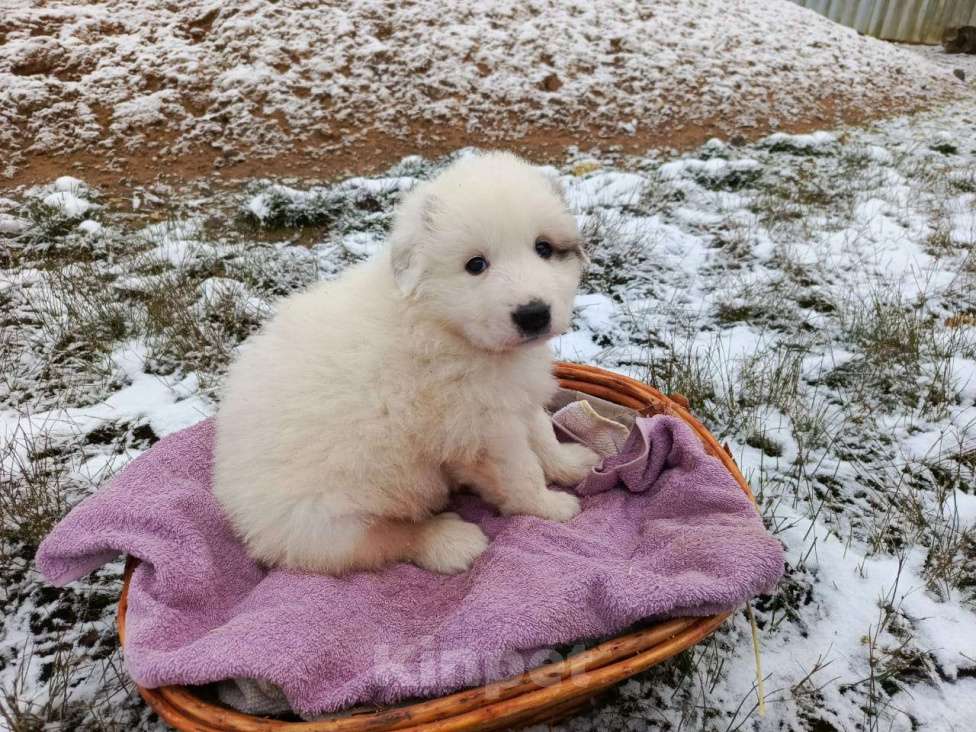 Собаки в Малоярославце: Щенки Пиренейской горной собаки_девочка Девочка, 40 000 руб. - фото 10