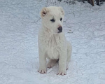 Собаки в Самаре: Белая девочка Мальчик, 30 000 руб. - фото 1