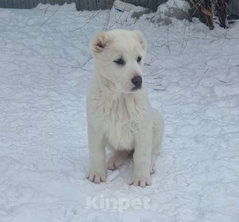 Собаки в Самаре: Белая девочка Мальчик, 30 000 руб. - фото 1