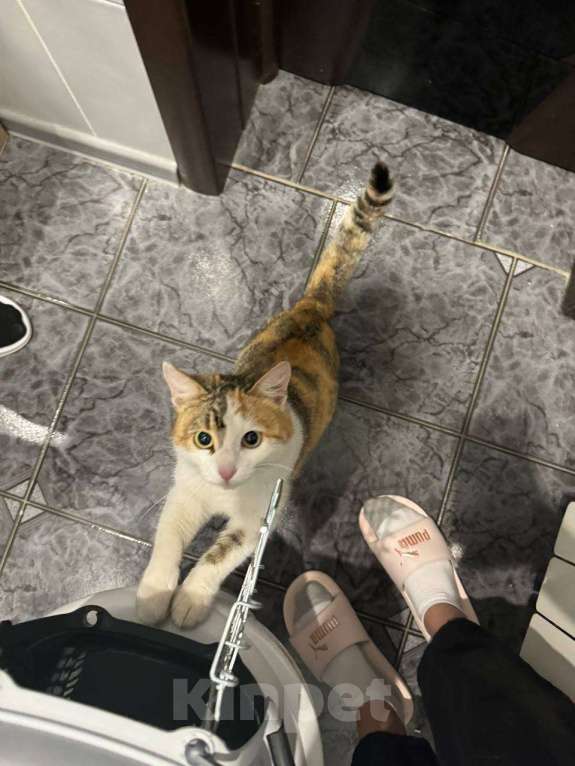 Кошки в Москве: Отдаю кошку в добрые руки  Девочка, Бесплатно - фото 3