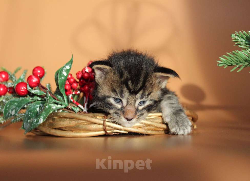 Кошки в Екатеринбурге: Котёнок мейн-кун Цефей Мальчик, 70 000 руб. - фото 7