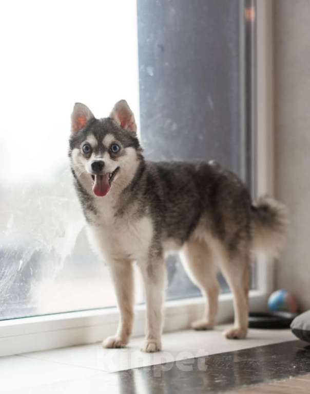 Собаки в Москве: Аляскинский кли-кай Волчек в добрые руки Мальчик, 1 руб. - фото 3