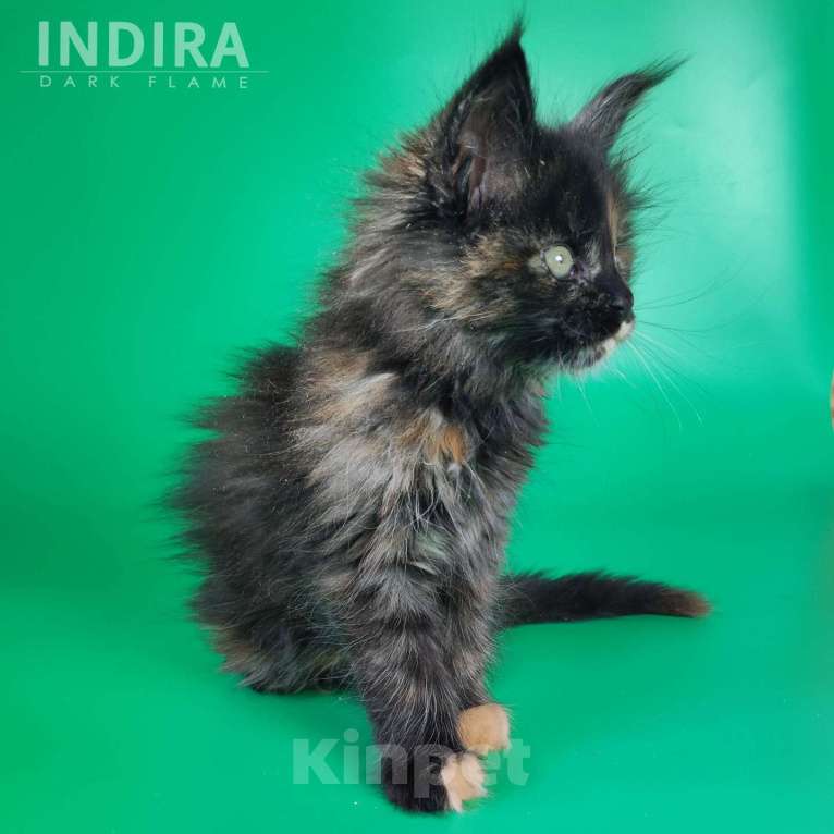 Кошки в других городах Воронежской области: Indira Drak Flame Девочка, 50 000 руб. - фото 7