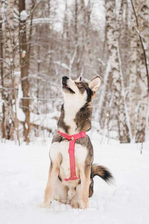 Собаки в Москве: Никель ищет дом Мальчик, Бесплатно - фото 2