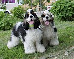 Собаки в Тамбове: щенки Американского кокер спаниеля, мальчики Мальчик, 40 000 руб. - фото 8