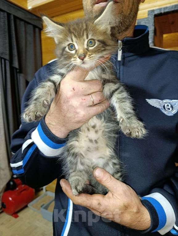 Кошки в других городах Саратовской области: Рождён 07.12.2025 . Кошечка Девочка, 10 000 руб. - фото 1