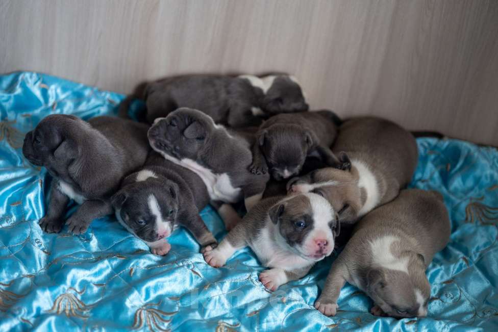 Собаки в Воронеже: Американский булли щенки Мальчик, 150 000 руб. - фото 2