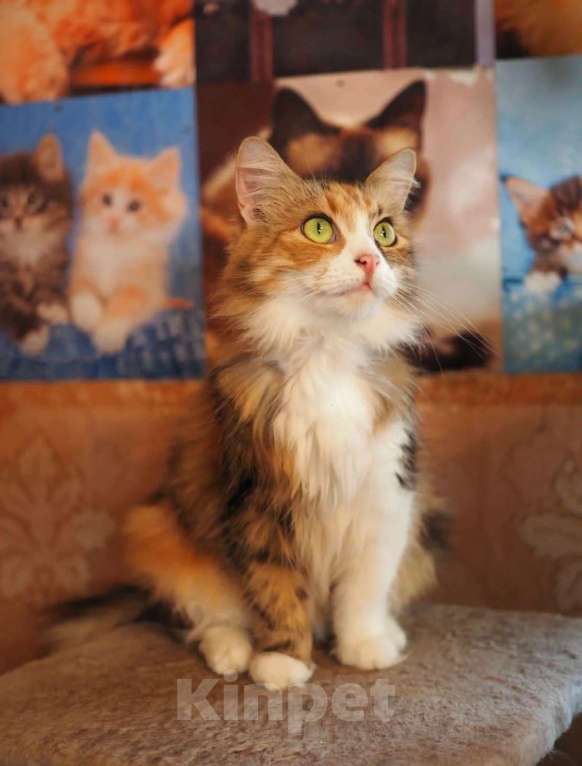 Кошки в Москве: Красавица трехцветка Муся Девочка, Бесплатно - фото 4