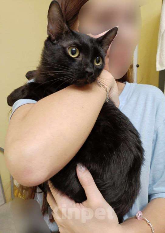 Кошки в Москве: Котенок-подросток ищет дом! Мальчик, Бесплатно - фото 3