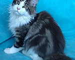 Кошки в Мытищах: Котенок Мейн-кун Мальчик, 35 000 руб. - фото 1
