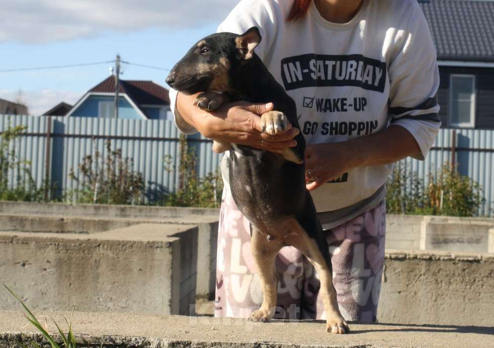 Собаки в Всеволожске: ММ МАКИАТА МЕЛАНЖ Мальчик, Бесплатно - фото 7