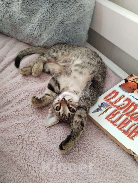 Кошки в Самаре: Отдам котенка Девочка, Бесплатно - фото 1