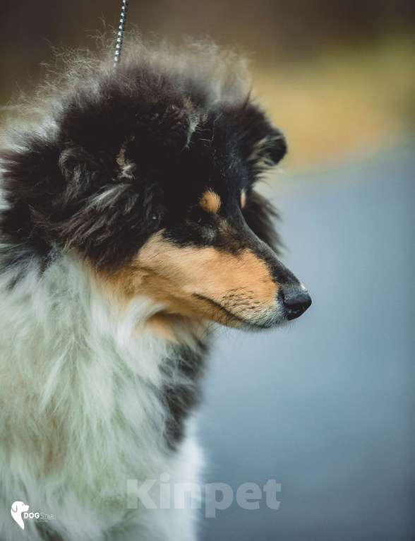 Собаки в других городах Свердловской области: Колли Магия Жизни Девочка, 80 000 руб. - фото 4