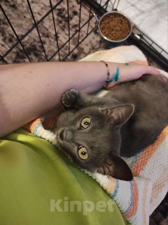 Кошки в Москве: Мурчалка котик Нико в дар Мальчик, Бесплатно - фото 5