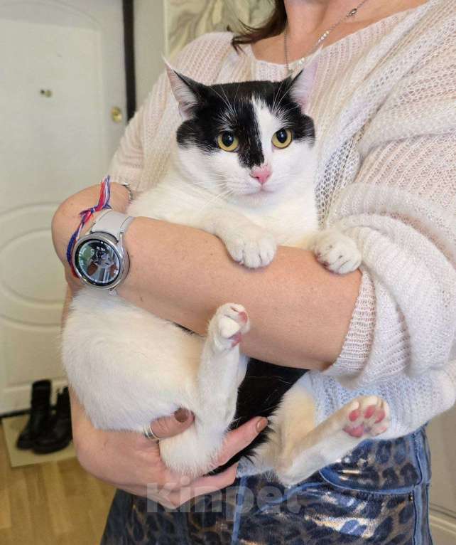 Кошки в Москве: кот Пуля ищет дом Мальчик, Бесплатно - фото 2