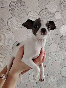 Чихуахуа