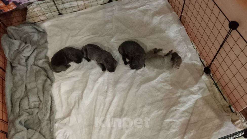 Собаки в других городах Ростовской области: Продаются щенки Кане-Корсо породистые Девочка, 20 000 руб. - фото 3