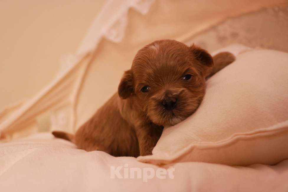 Собаки в Москве: Мальтипу Ред-Браун мальчик Мальчик, 120 000 руб. - фото 3