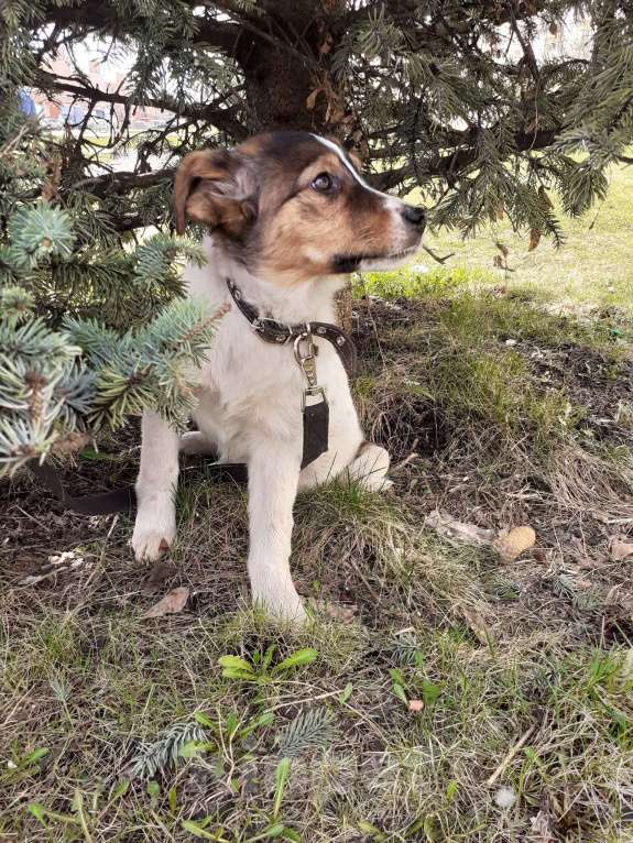 Собаки в Самаре: ЭЙПРИЛ  живет у вас только месяц и две недели Девочка, Бесплатно - фото 1