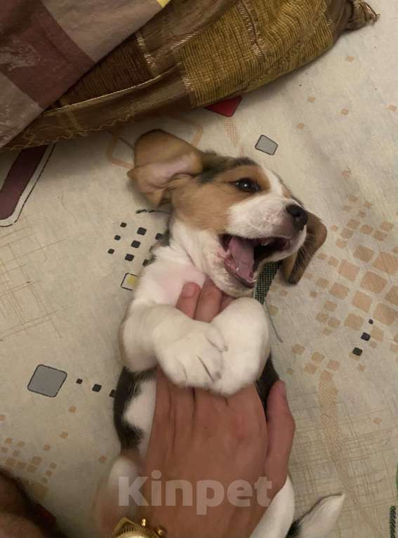 Собаки в Ростове-на-Дону: Девочка бигль  Девочка, 20 000 руб. - фото 4